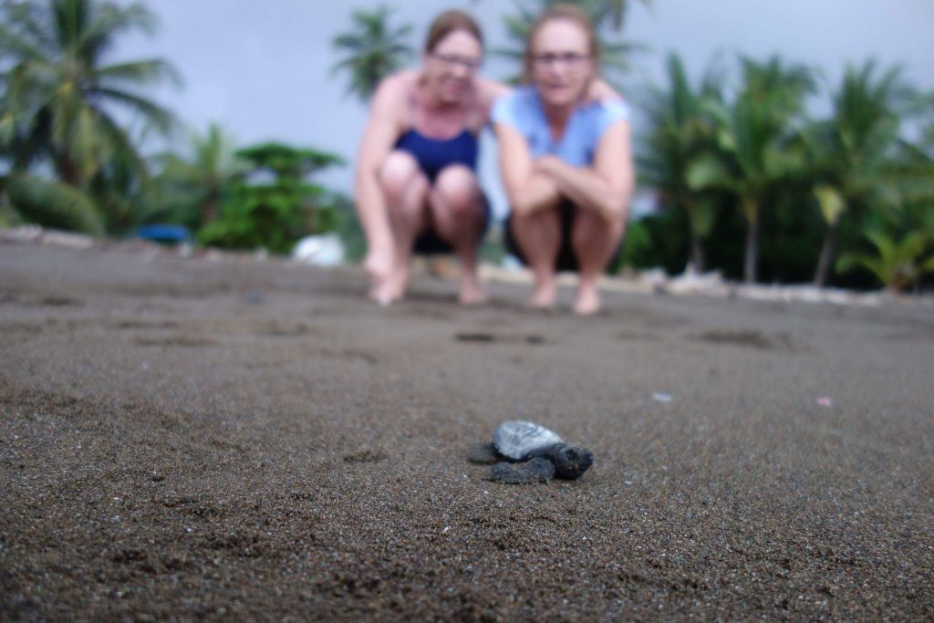 Voluntariado tortugas Costa Rica