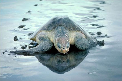 Sea turtles are coming back!