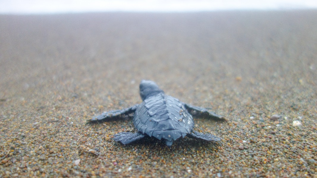 Sea Turtle Conservation Program – Season 2020