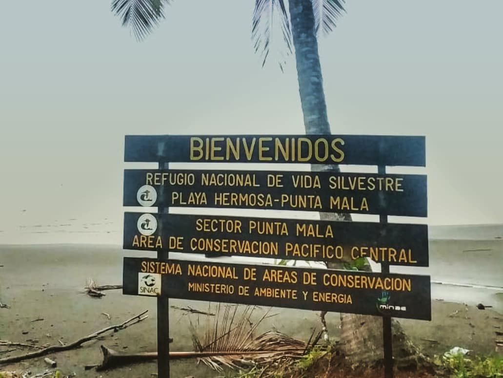 Nuevo Proyecto de Conservación de Tortugas Marinas.