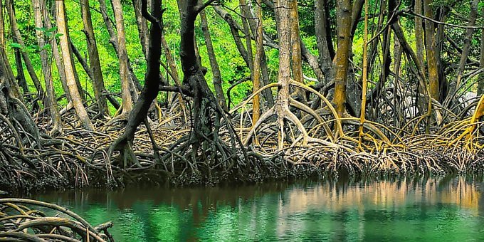 Mangroves, magical forests