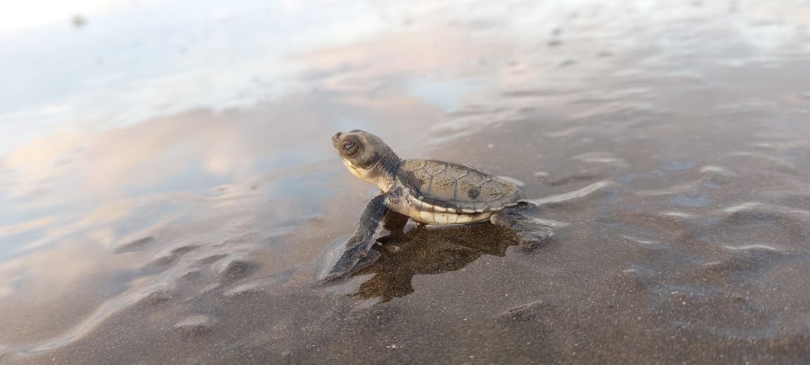 The sea turtle project in Punta Mala: we need volunteers￼