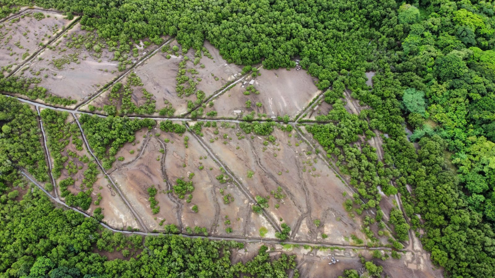 El proyecto de los manglares: La restauración da nueva vida al manglar de Cuajiniquil